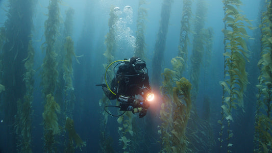 Seagreen kelp and seaweed floating under the ocean surface.