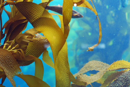 Seagreen - kelp and seaweed in ocean