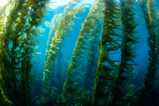 Seagreen, kelp flowing in the ocean illustrating seaweed as an ecosystem service for humans and planet.